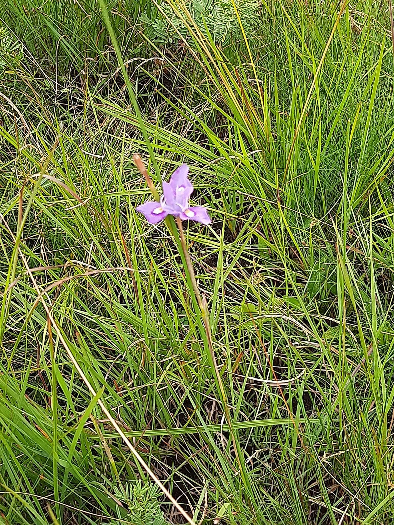 Image of Moraea natalensis Baker