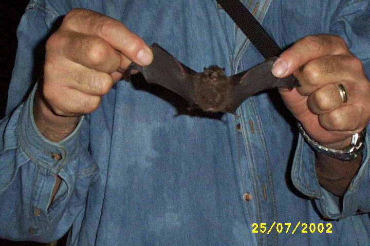 Image of Sac-winged bats