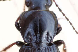 Image of Pterostichus (Pseudomaseus) luctuosus (Dejean 1828)