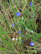 Image of Glandora prostrata (Loisel.) D. C. Thomas