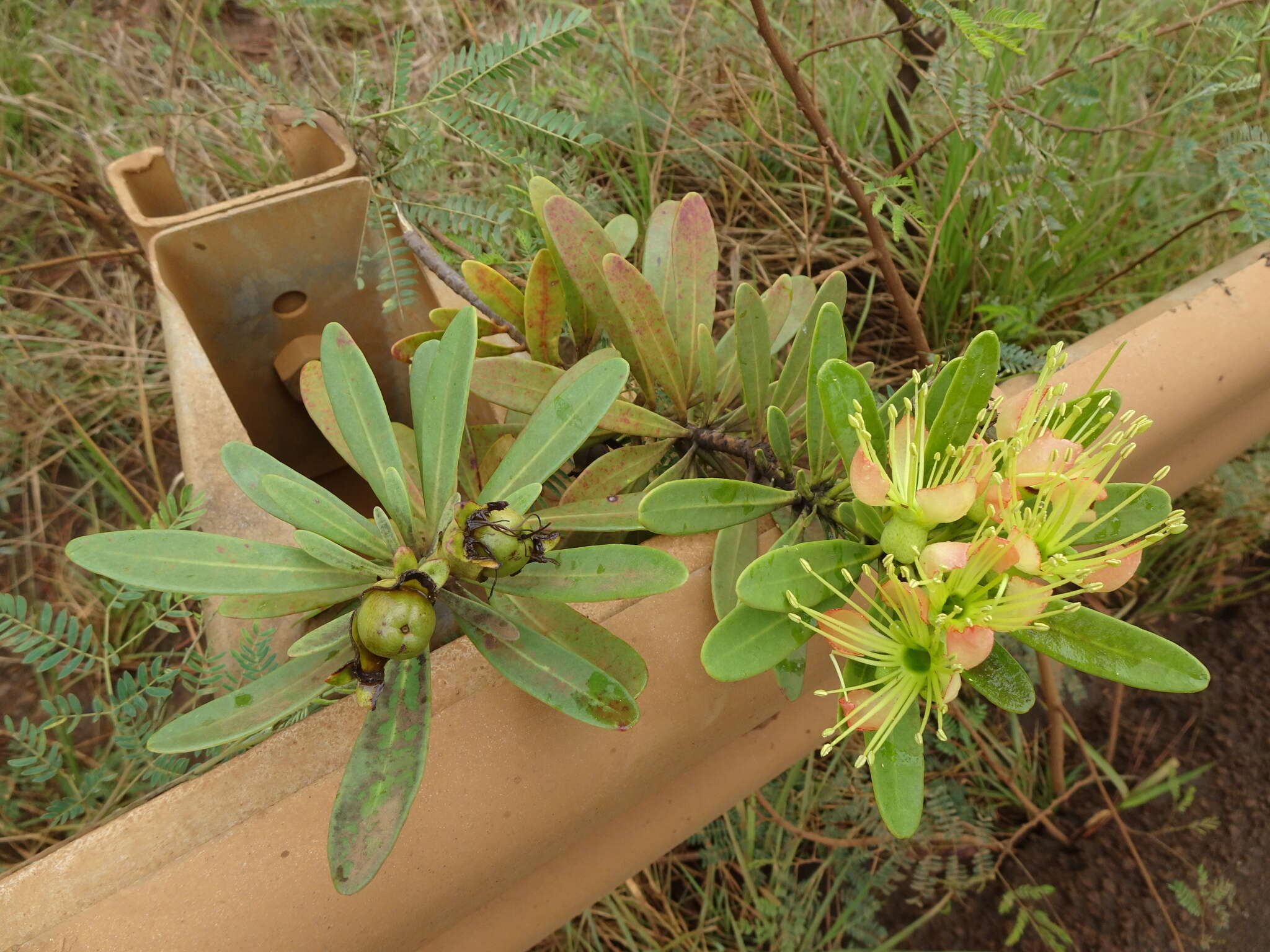 Imagem de Xanthostemon aurantiacus (Brongn. & Gris) Schlechter