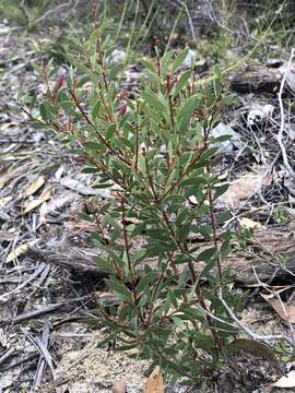 Sivun Melaleuca deanei F. Müll. kuva