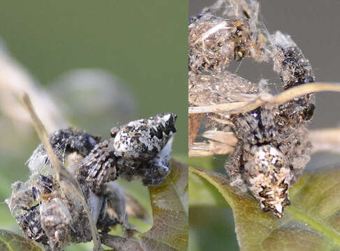 Image of Trashline orbweaver