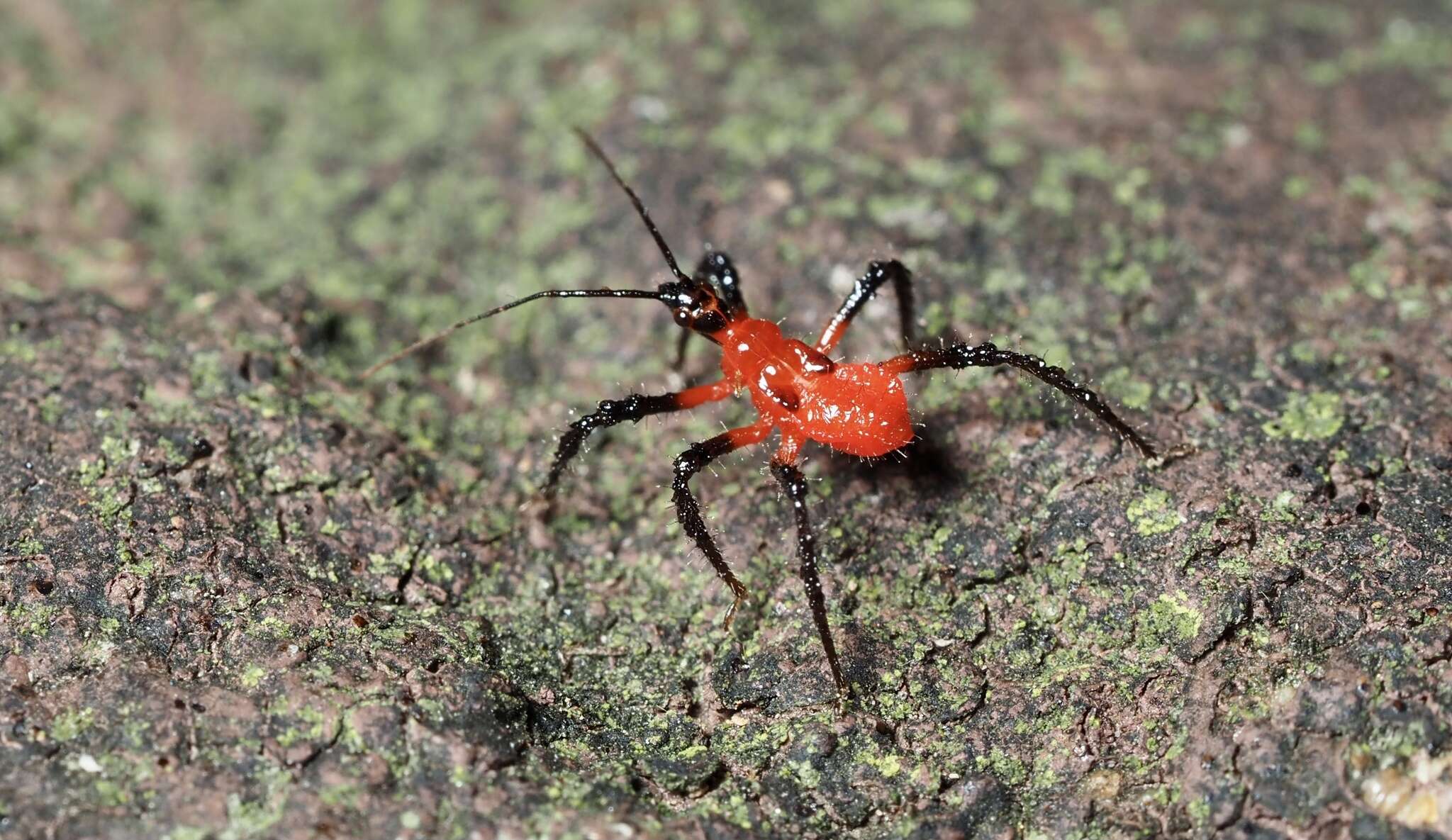 Image of Vesbius sanguinosus Stål 1874