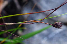 Juncus monanthos Jacq. resmi