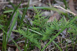 Image of Cheilanthes austrotenuifolia H. M. Quirk & T. C. Chambers