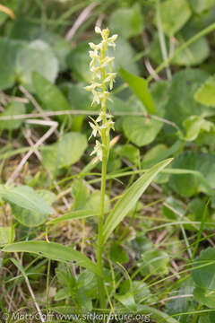 Imagem de Platanthera stricta Lindl.