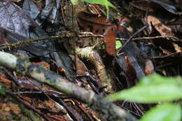 Image de Pseudophilautus cuspis (Manamendra-Arachchi & Pethiyagoda 2005)