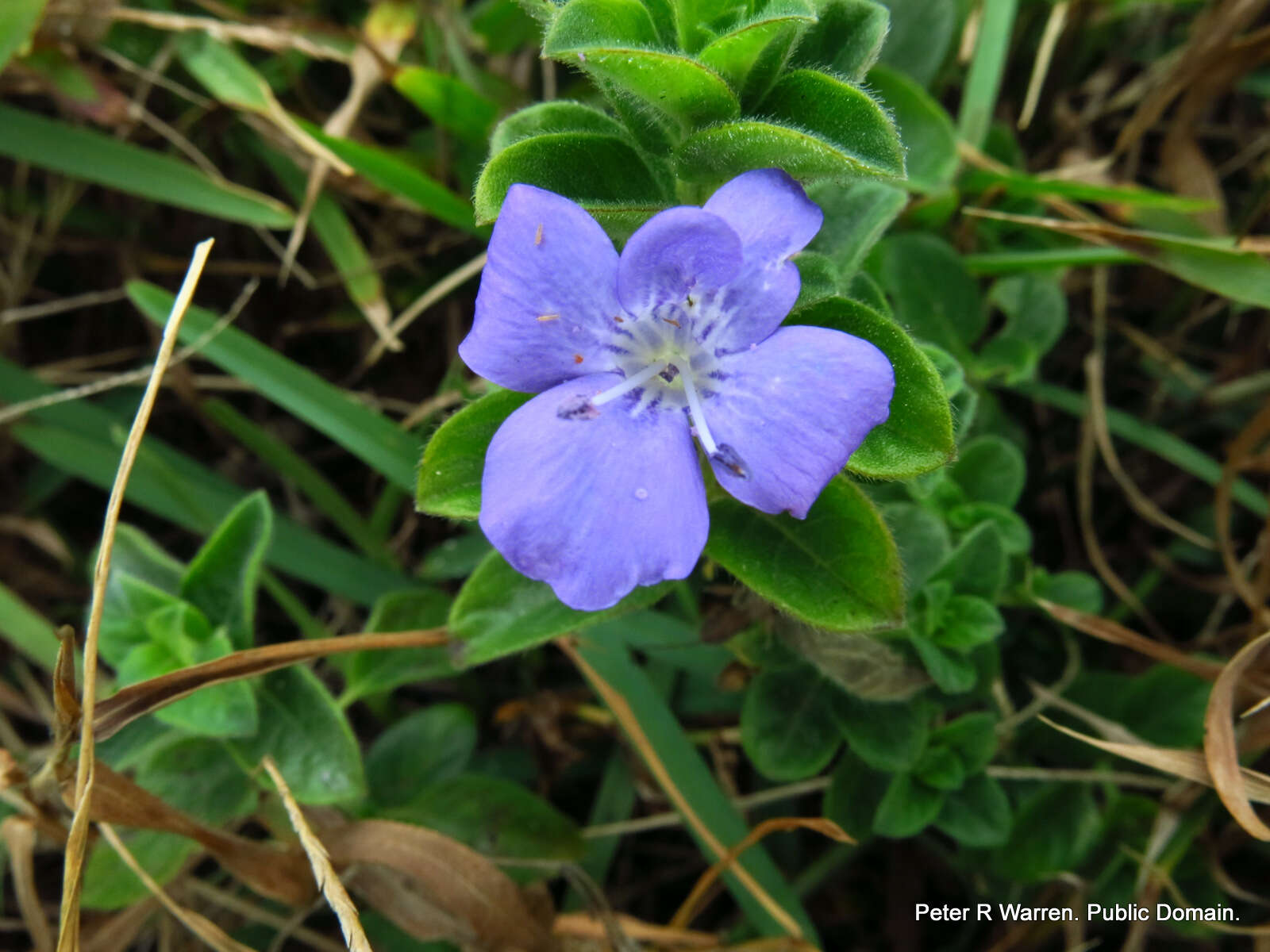 Imagem de Barleria obtusa Nees