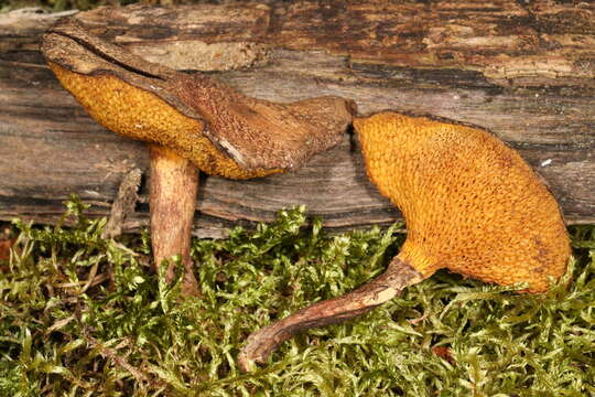 صورة Suillus decipiens (Peck) Kuntze 1898