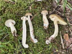 Image of Boletus nobilis Peck 1905