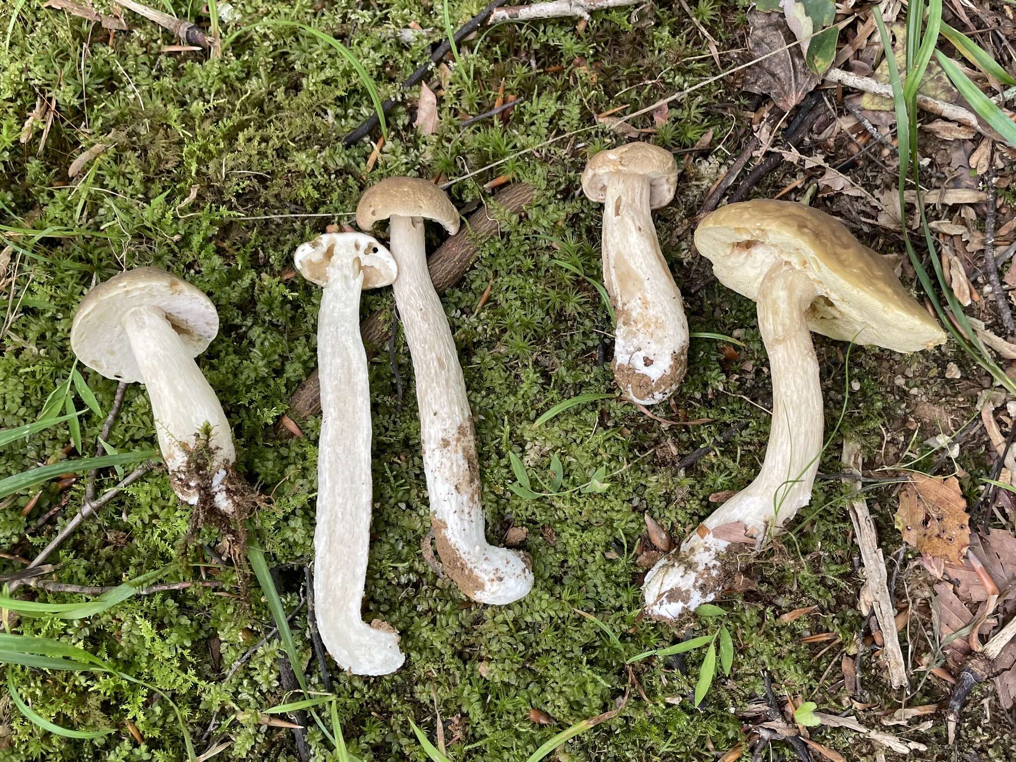 Sivun Boletus nobilis Peck 1905 kuva