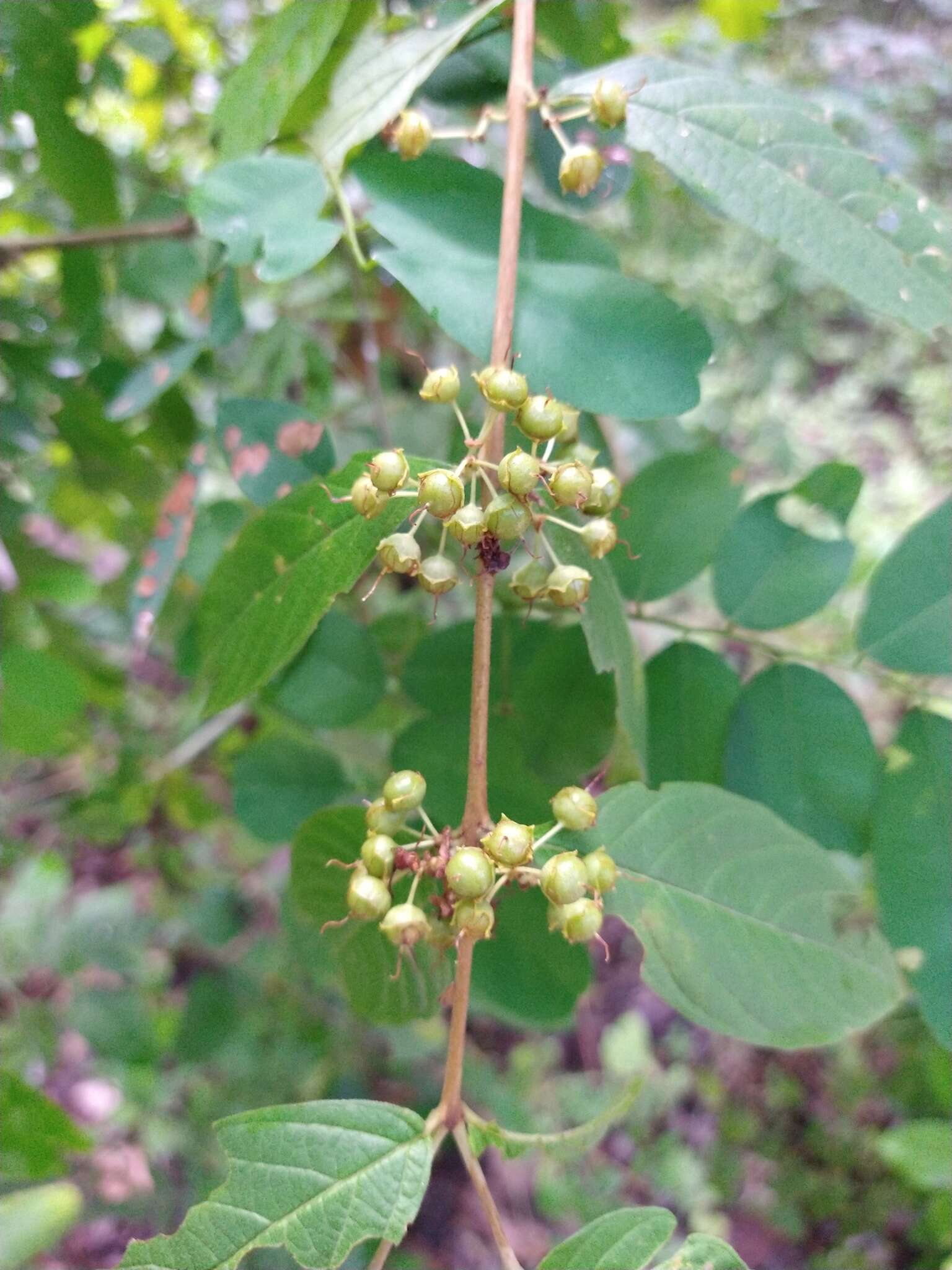 Adenaria resmi