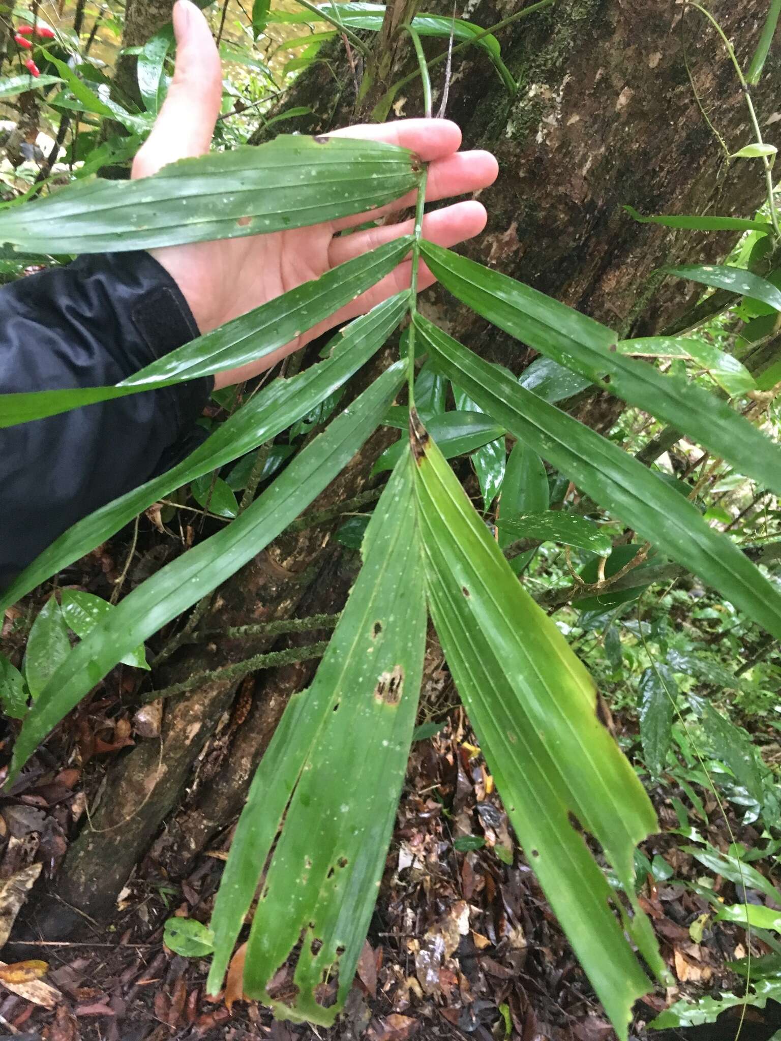 Plancia ëd Linospadix minor (W. Hill) Burret