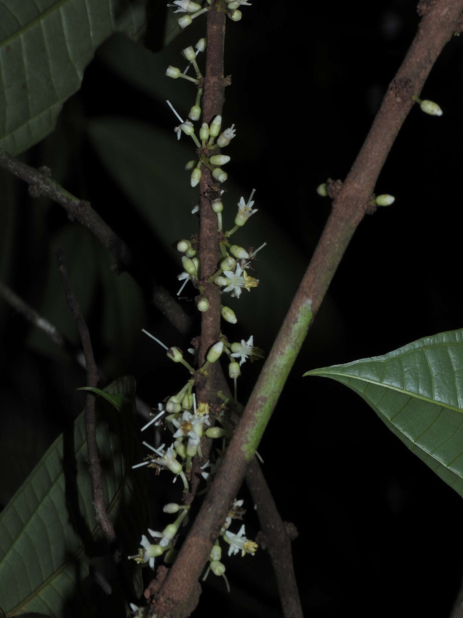 Image of Henriettea caudata (Gleason) Penneys, Michelang., Judd & Almeda