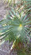 Image of Florida silver palm