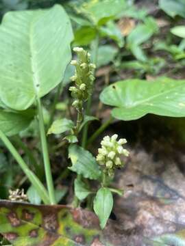 Image de Vrydagzynea nuda Blume