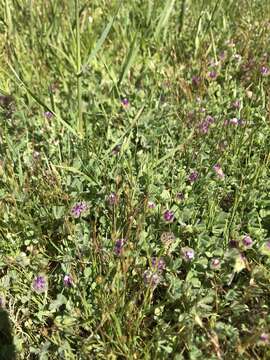 Imagem de Trifolium barbigerum Torr.