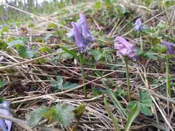 Imagem de Corydalis pauciflora (Willd.) Pers.