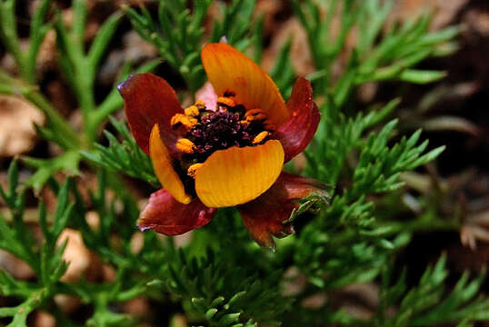 Image of Adonis microcarpa DC.