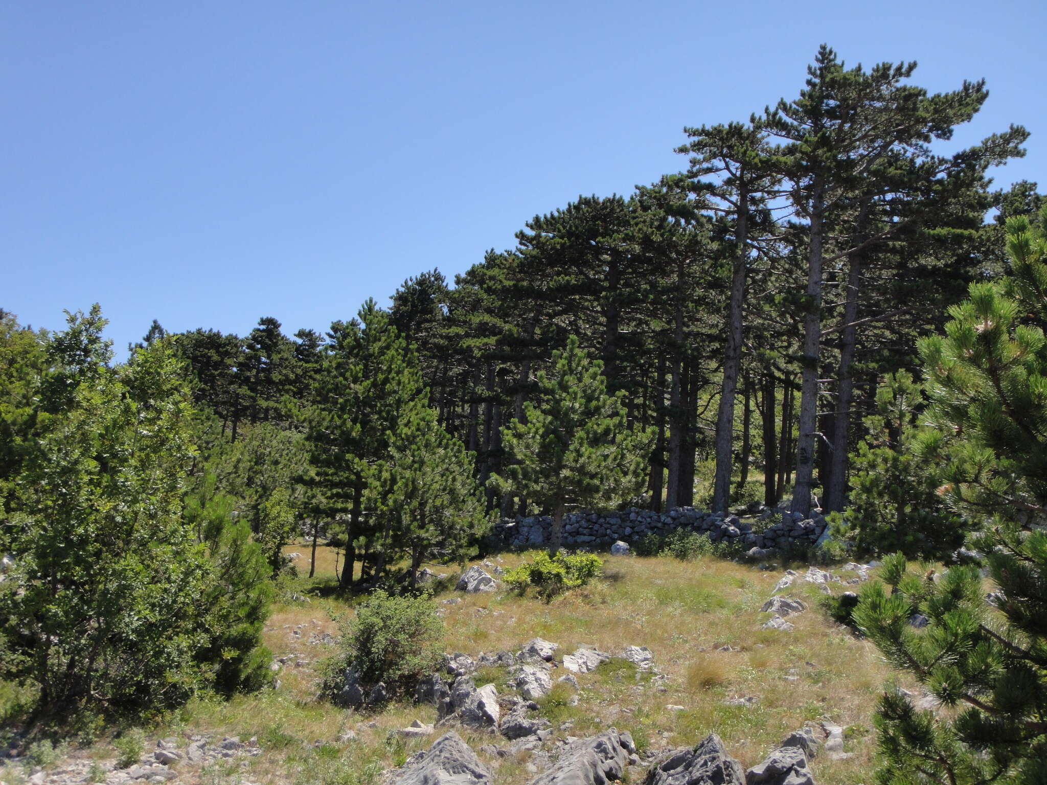 Image of Pinus nigra subsp. dalmatica (Vis.) Franco