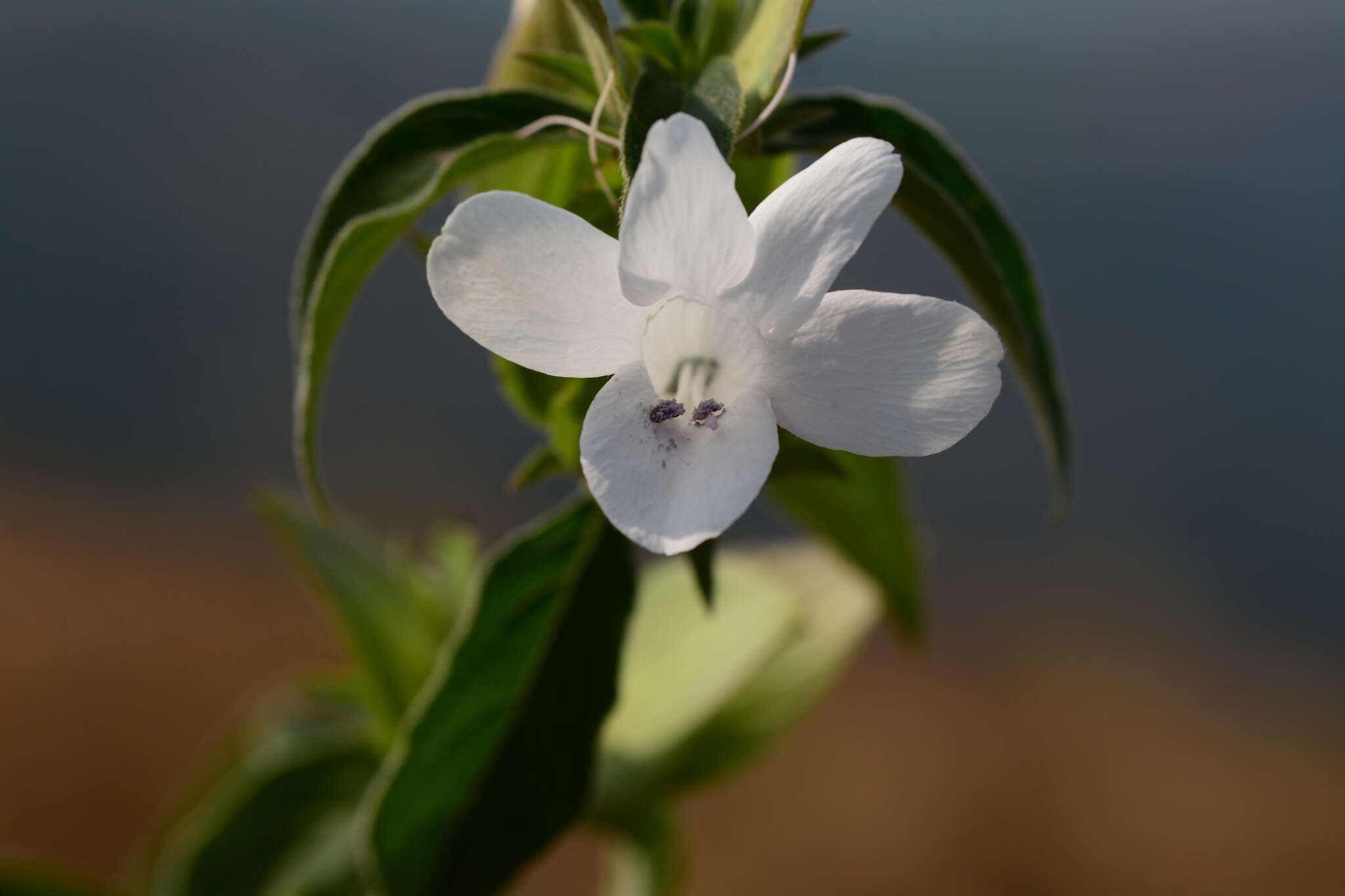 Imagem de Barleria sepalosa C. B. Cl.