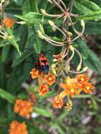 Image of Blackened Milkweed Beetle