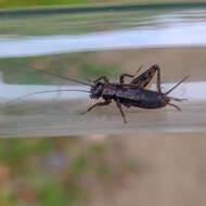 Image of ground cricket