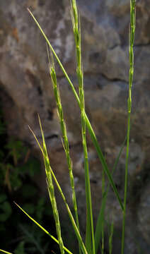 Imagem de Elymus panormitanus (Parl.) Tzvelev