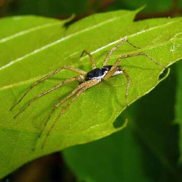 صورة Philodromus dispar Walckenaer 1826