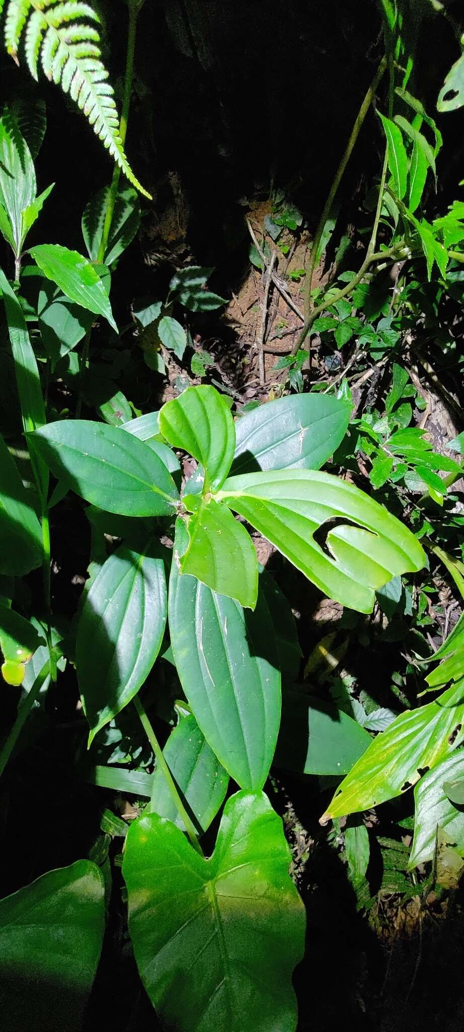 Слика од Medinilla formosana Hayata