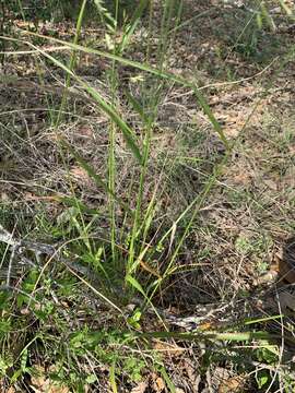 Image of Texas fescue