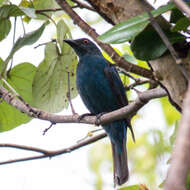 Image of fairy-bluebirds