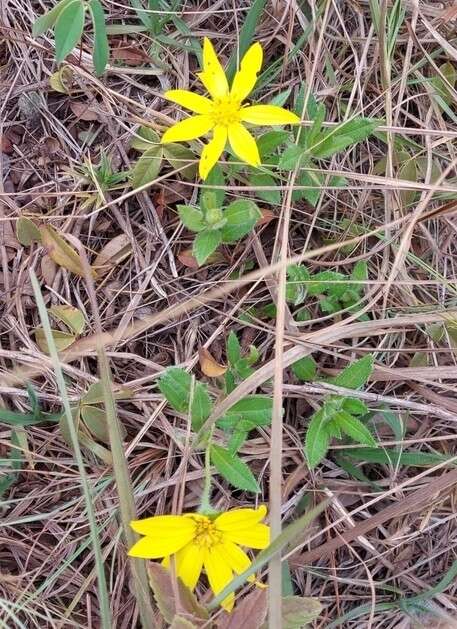 Image of Wedelia foliacea (Spreng.) B. L. Turner