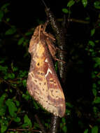 Image of Oxycanus sirpus Tindale 1935