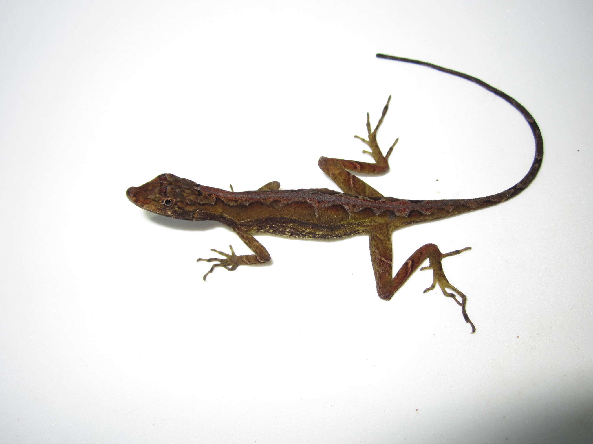 Image of Common Forest Anole