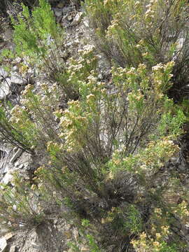 Imagem de Baccharis bolivensis (Wedd.) Cabrera