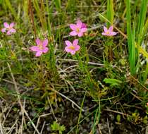 Image of Centaurium littorale subsp. compressum (Hayne) J. Kirschner