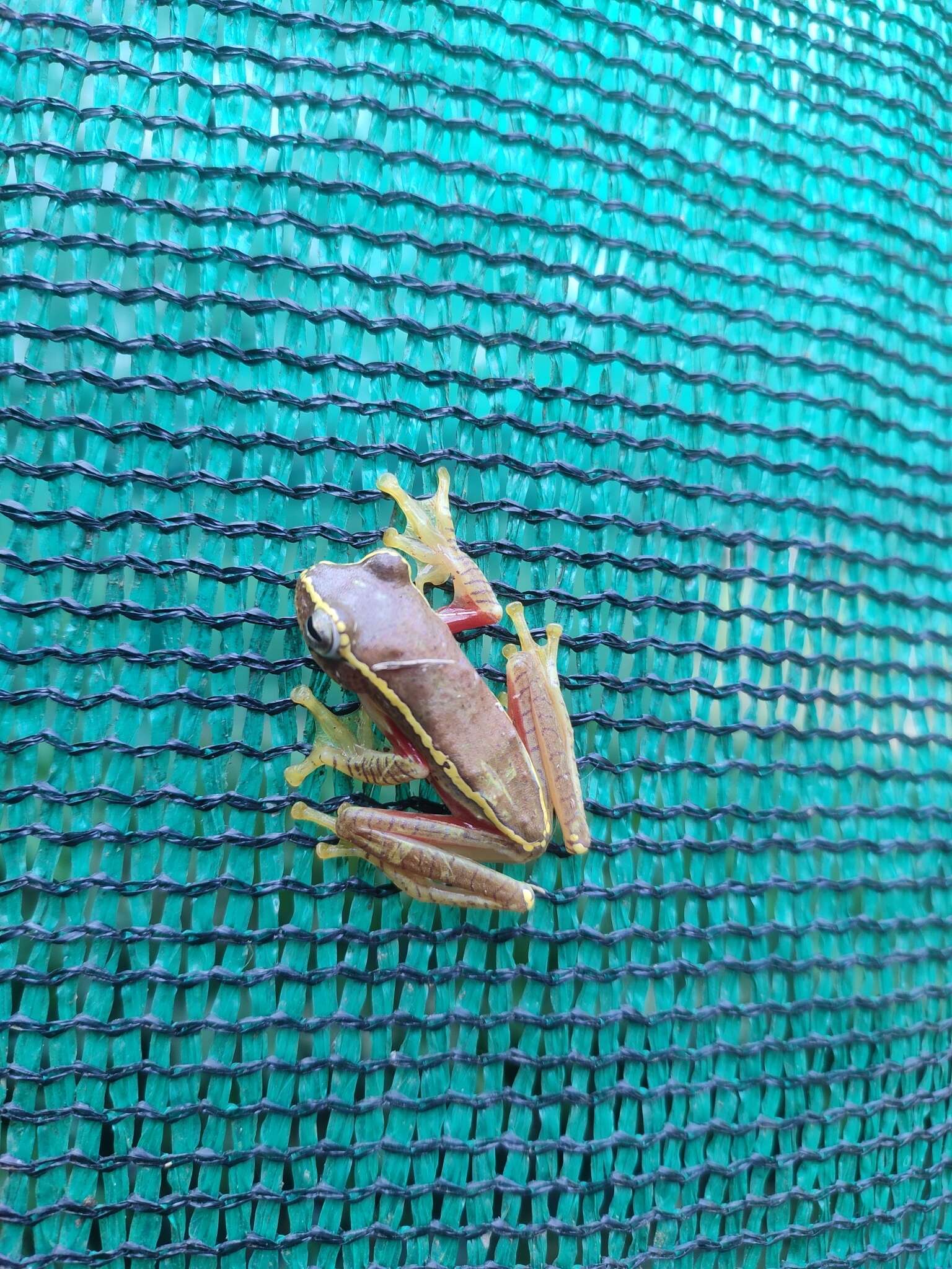 Image of Boulenger's Tree Frog