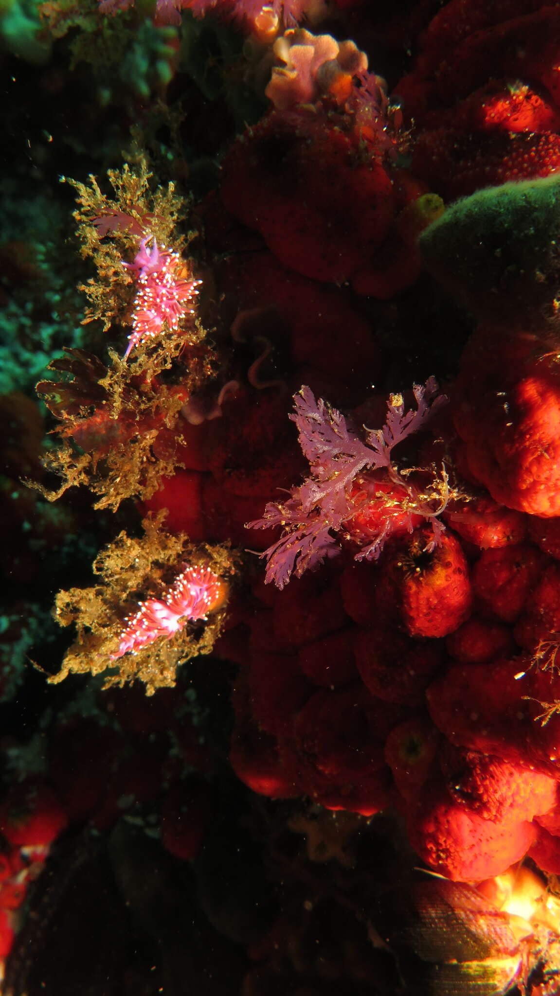 Image of Paraflabellina funeka (Gosliner & Griffiths 1981)