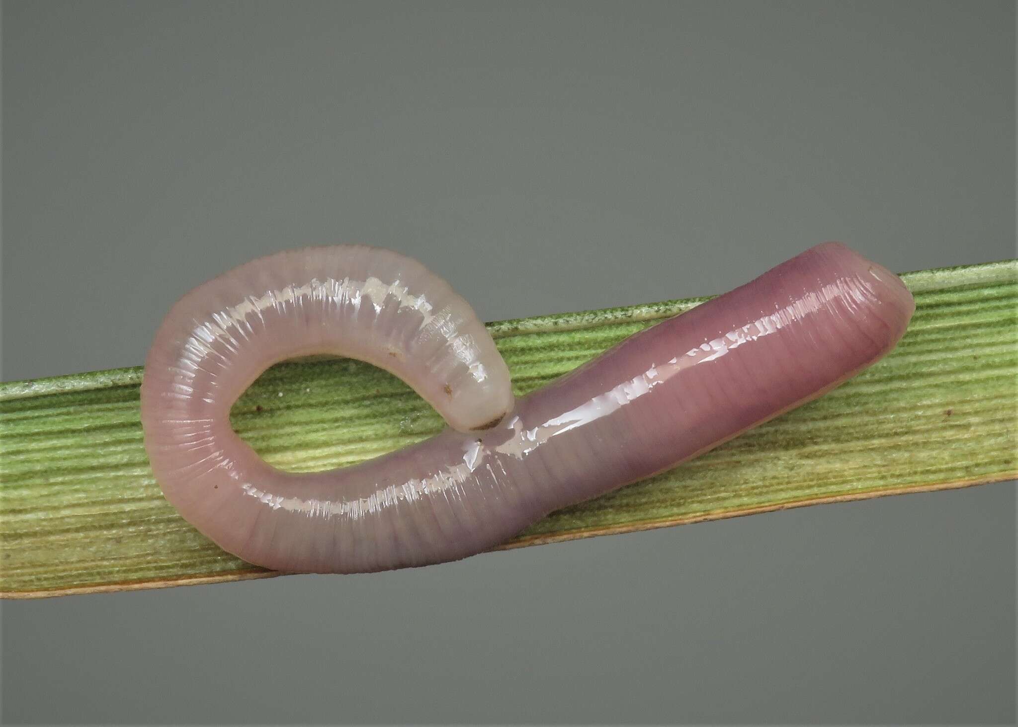 Image of Earthworm