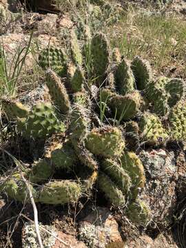 Image of hairspine pricklypear