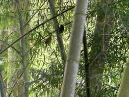 Image of Moustached Puffbird