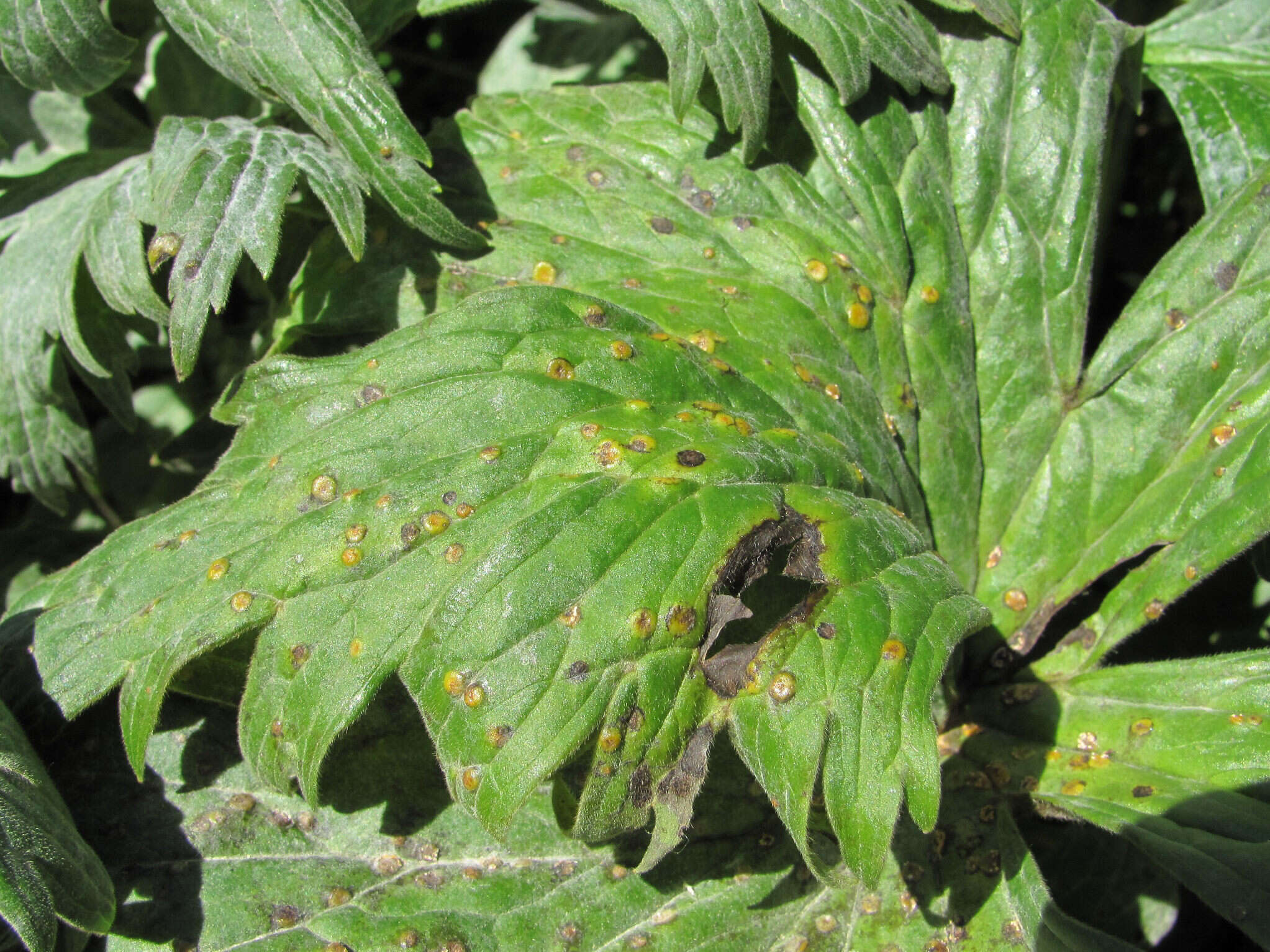 Image of Puccinia actaeae-elymi Mayor 1911