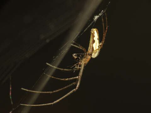 Image de Tetragnatha extensa (Linnaeus 1758)