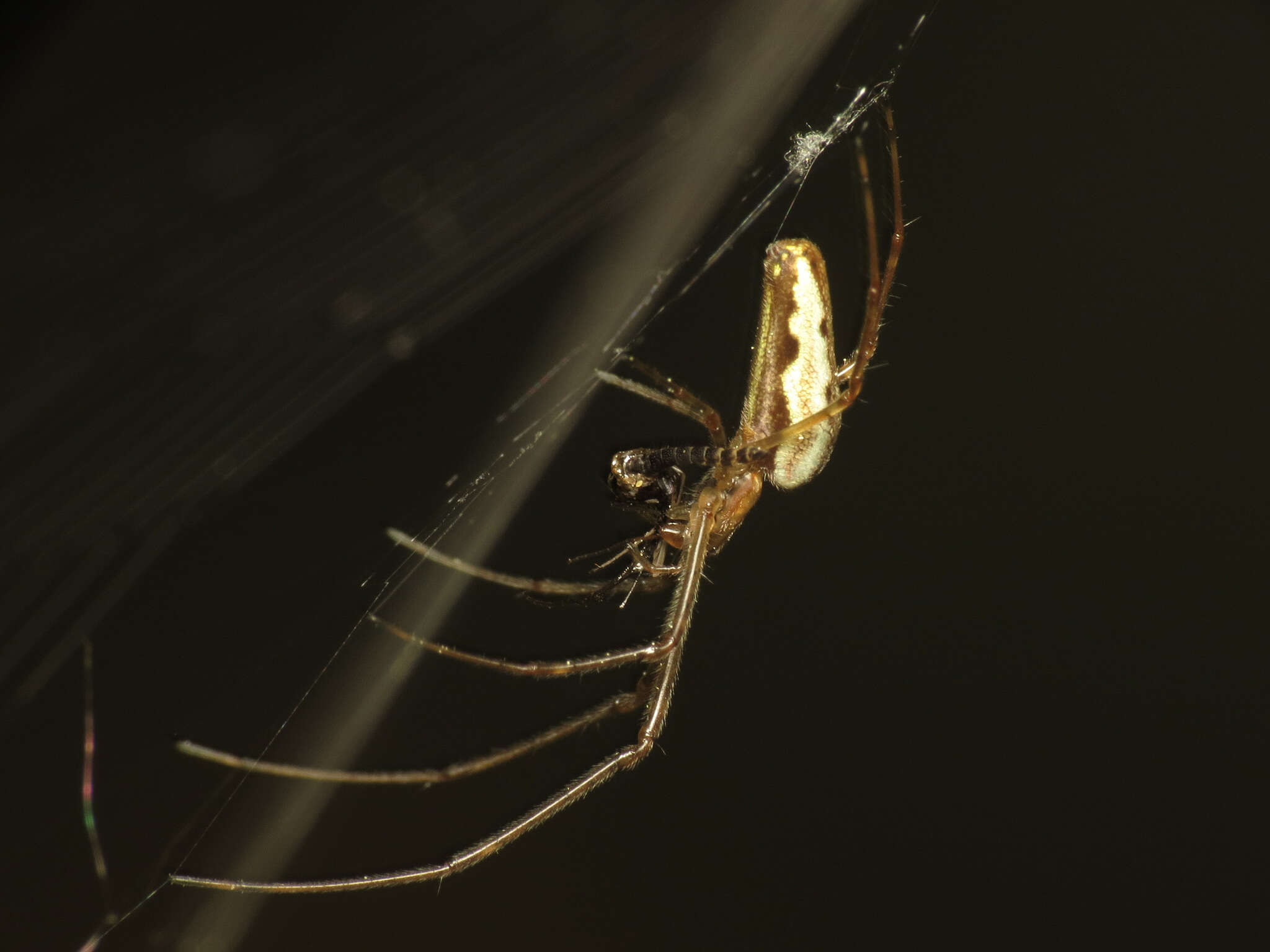 Imagem de Tetragnatha extensa (Linnaeus 1758)