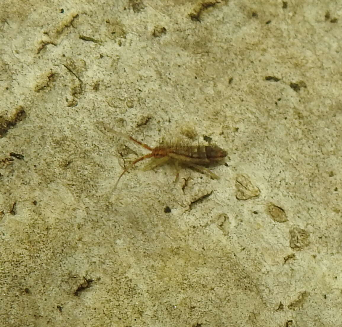 Image of hairy ground springtail