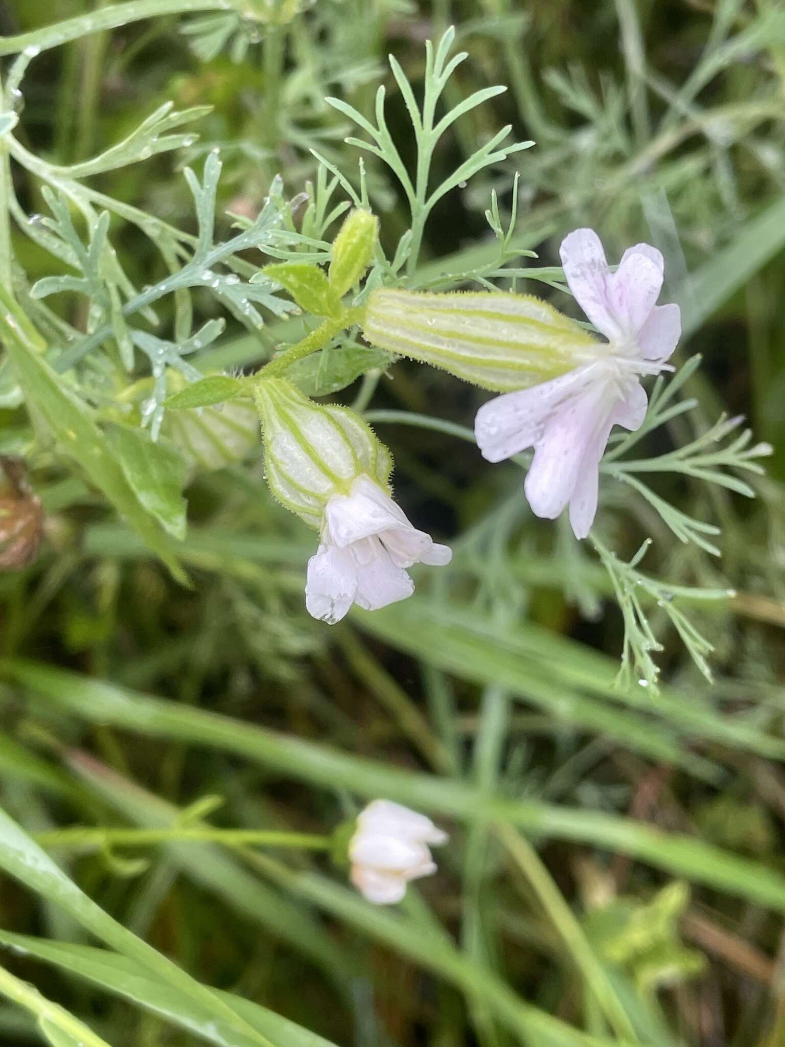 Image of nodding catchfly