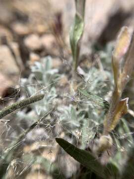 Imagem de Antennaria marginata Greene