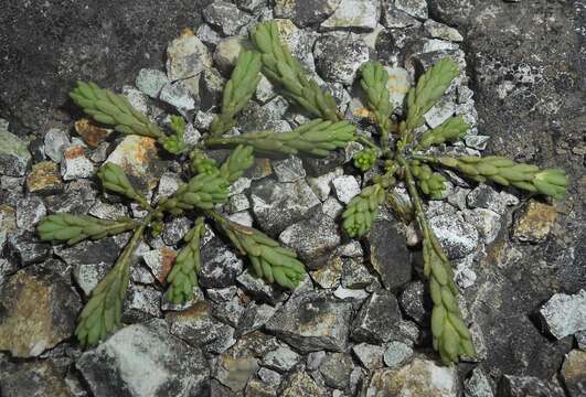 Image of Portulaca brevifolia Urb.